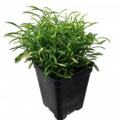 Biblical Gold Threads St. Joseph's Coat Alternanthera 2.5" Pot