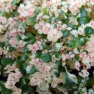 Confetti Fern - Pilea microphlla -  2.5" Pot