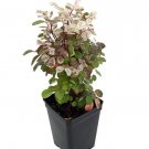 Dwarf Snowbush - Breynia nivosa 'Roseopicta Nana'  2.5" Pot