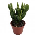 Hobbit Jade Plant - Crassula ovuta - Easy to Grow - 2.5" Pot