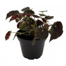 Live Plant Micro Mo Begonia Plant - 2.5" Pot - Small Leaves