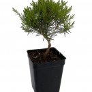 Live Plant Breath of Heaven Confetti Tree - Coleonema pulchellum - 2.5" Pot