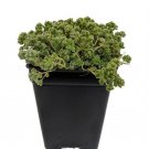 Love's Triangle Sedum - Stonecrop - 2.5" Pot Live Plant