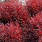 Biblical Red Threads St. Joseph's Coat Alternanthera 2.5" Pot