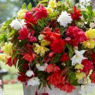 Pendula Begonia Mix 4 Bulbs 6/7cm Bulbs