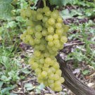 Himrod Green Grape Vine Plant - 1 Year Plant