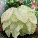 June Bride Caladium 3 Bulbs - Fancy leaf