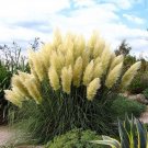 4 White Pampas Grass Plants - Cortaderia selloana - 2.5" Pots