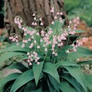 Rare Pink Lily of the Valley 5 Pips (Roots) - Great in Shade