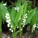 White Lily of the Valley 10 Pips - Convallaria majalis