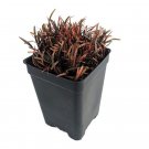 Chocolate Sedge Grass - Carex berggrenii - 2.5" Pot