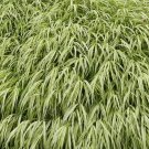 Green Japanese Forest Grass - Hakonechloa macra- Shade Lover - 4" Pot