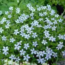Baby Blue Star Carpet Plant - Pratia pedunculata - 2.5" Pot