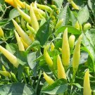 50 Seeds Small Chili Pepper Seeds, Facing Heaven Pepper