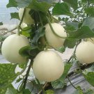 Baisha Honey Melon Seeds 1 Bag (2 Grams / Bag)