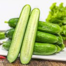50 Seeds Spineless Mini Cucumber Seeds