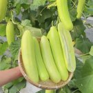 50 Seeds Spineless Creamy Cucumber Seeds
