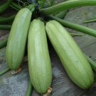 Zaoqing Zucchini Seeds 1 Bag (5 Grams / Bag)