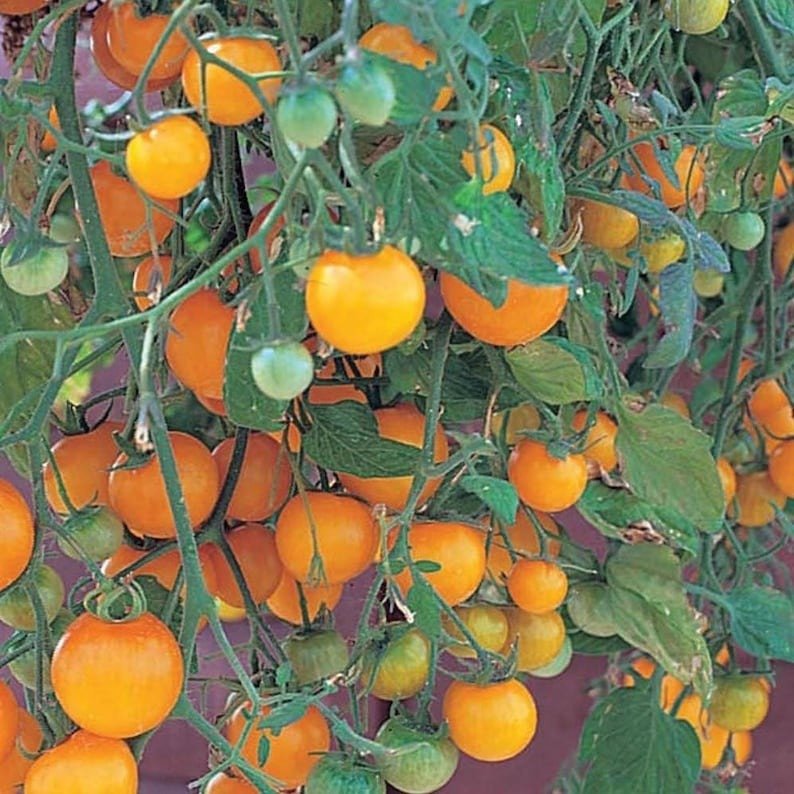 Tumbling Tom Yellow Cherry Tomato Plant - 2.5" Pot