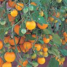 Tumbling Tom Yellow Cherry Tomato Plant - 2.5" Pot