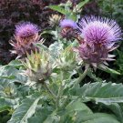 Cardoon Plant Cynara cardunculus Artichoke Thistle 2.5" Pot