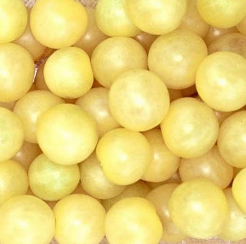 Snow White Cherry Tomato Plant 2.5" Pot Very Sweet