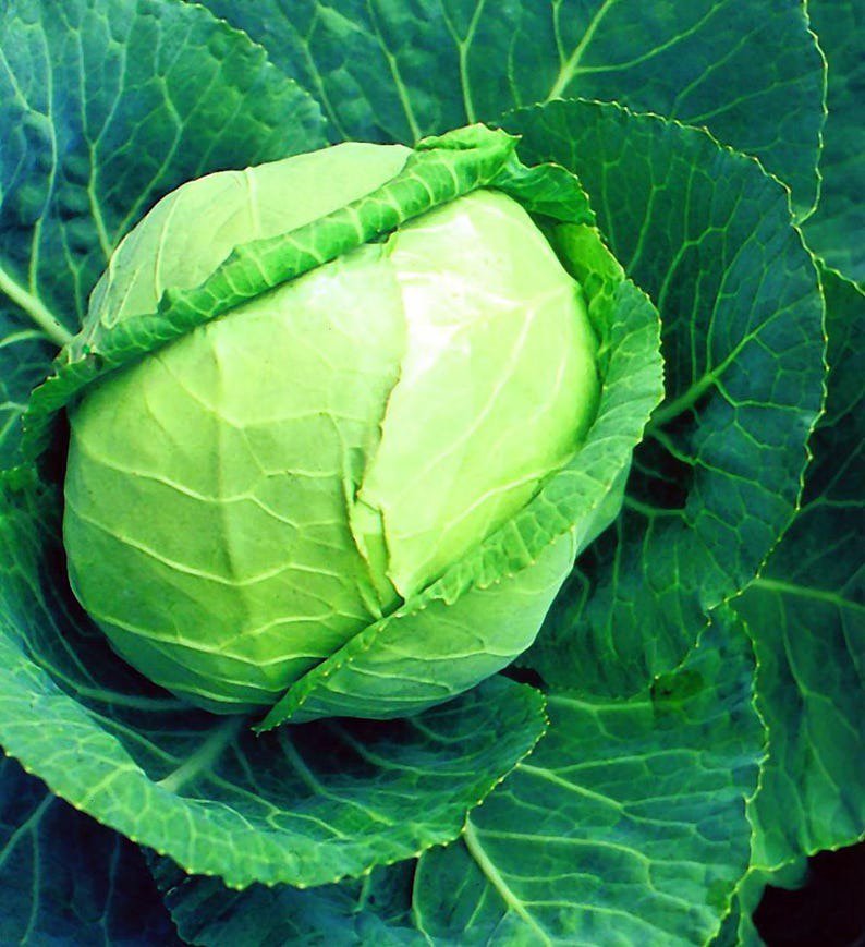 Early Flat Dutch Cabbage Plant 2.5" Pot