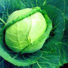 Early Flat Dutch Cabbage Plant 2.5" Pot