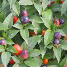 100 Seeds Pearl Multicolored Pepper Seeds