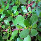 1 Bag (10 Grams / Bag) Dutch Purslane Seeds