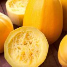1 Bag (10 Grams / Bag) Paizha No.1 Spaghetti Squash Seeds