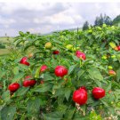 1 Bag (1 Grams / Bag) Strawberry-shaped Hot Pepper Seeds