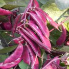 1 Bag (10 Grams / Bag) Xishuai Purple Hyacinth Bean Seeds