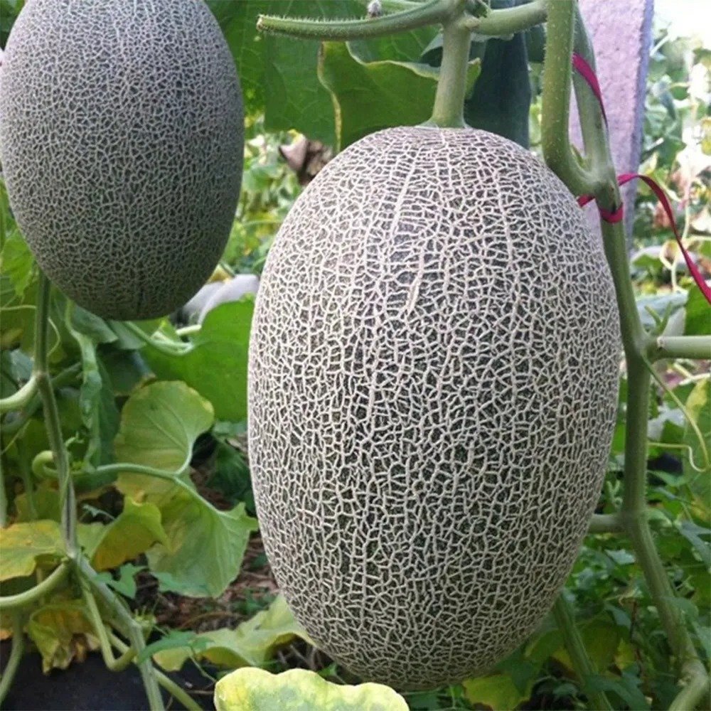 25 Seeds Hami Melon Seeds