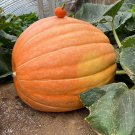 5 Seeds Giant Pumpkin Seeds