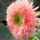50 Seeds Pink Pooh Sunflower