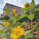 50 Seeds Tall Sunflowers by Height