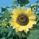 50 Seeds Sunflower, Lemon Queen Organic