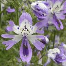 50 Seeds Schizanthus Flower popping machine-moth butterfly flower Color #11