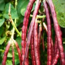 50 Seeds Purple Cowpea