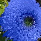 50 Seeds Blue Teddy Bear Sunflower Seeds