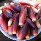 50 Seeds vegetable Yang He bamboo shoots