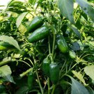 1 Bag (1 Grams / Bag) Jintai Hongjiao Chili Seeds