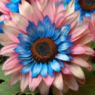 50 Seeds Double-flowered sunflower blue-pink miracle