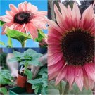 50Pcs Iris Tectorum Rose Sunflower Pink Sunflower Seeds