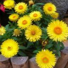 200 Seeds Yellow Strawflower Seeds Annual Helichrysum Bracteatum, Silica-Rich Petals