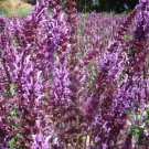 100 Seeds Purple Salvia Seeds, Ornamental Salvia for Gardens & Essential Oils