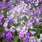 200 Seeds Chinese Violet Cress Seeds, Orychophragmus Violaceus, Purple Flowers, Ornamental