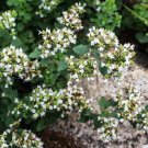 200 Seeds Sweet Marjoram Seeds, Origanum Majorana L Mediterranean Culinary Citrus-Pine Aroma