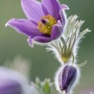 20 Seeds Pulsatilla chinensis Seeds, Perennial Herb, Blue-Purple Blooms